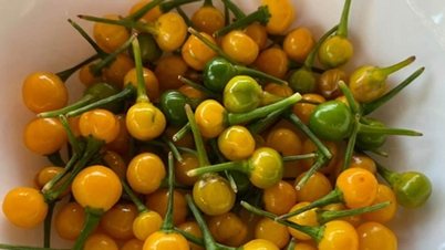 The most expensive chili in the world, priced at half a billion VND/kg, is grown as an ornamental plant in Vietnam.