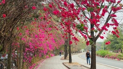 The beautiful paper flower road like in a movie in Ho Chi Minh City is causing a stir online