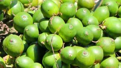 សណ្តែកដីតម្លៃ 20,000 ដុង/គីឡូក្រាម កសិករគៀនយ៉ាងរំភើបរីករាយ