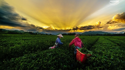 ចម្ការតែ សឺន គីម រាប់ពាន់
