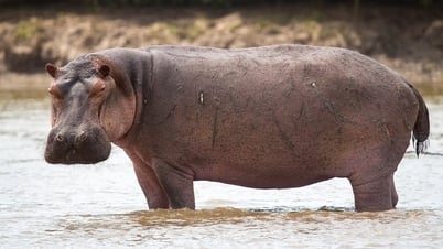 The idea of ​​raising hippos for meat once caused a stir in America.