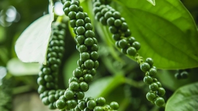 "ដុតដៃ" ជាមួយតម្លៃម្រេច