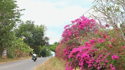 The mystery of the 25km long bougainvillea road in the middle of the jungle in Dong Nai