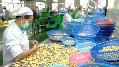 Xuất khẩu tiêu, điều sang Tây Ban Nha: Bị chây ì, nợ tiền hàng