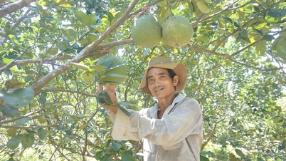 El cultivo de pomelo de piel verde produce una fruta deliciosa, el jardín es tan hermoso como en las películas y un granjero de Da Nang vende todo tan pronto como lo recoge.