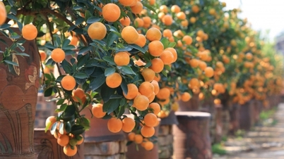 Golden Tu Lien kumquat ស្វាគមន៍ Tet