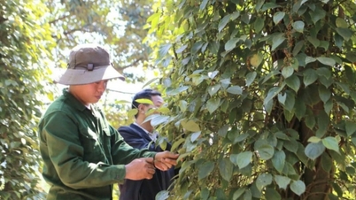 Pepper price today January 18, 2025, domestic price remains unchanged