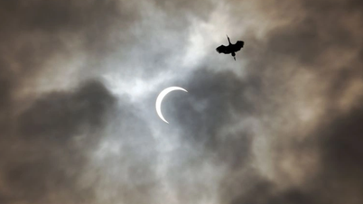 How does bird behavior change during a solar eclipse?