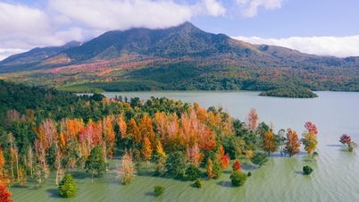 The stunningly beautiful 'maple forest' in western Quang Tri makes many people think it's... Europe