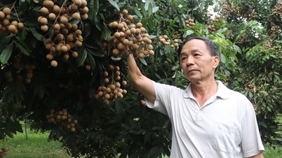 Người gây dựng thương hiệu nhãn Xuân Thủy ở Hòa Bình