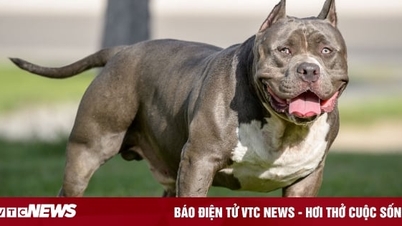 ហេតុអ្វីបានជាខាំ Pitbull គួរឱ្យខ្លាចជាងសត្វឆ្កែដទៃទៀត?