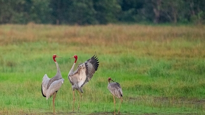 This is what scientists did to lure red-crowned cranes back to Tram Chim National Park