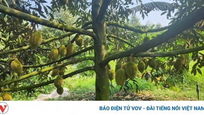 Xây dựng và phát triển hệ sinh thái sầu riêng bền vững