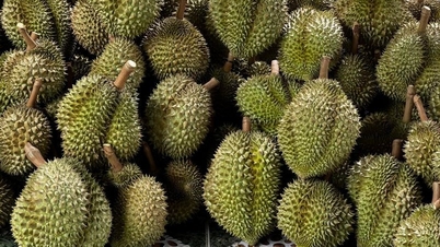 តម្លៃ​ម្រេច​ក្នុង​ស្រុក​ធ្លាក់​ចុះ​គួរ​ឱ្យ​កត់​សម្គាល់ តម្លៃ​ធូរេន​រង់ចាំ​ការ​ឡើង​ថ្លៃ