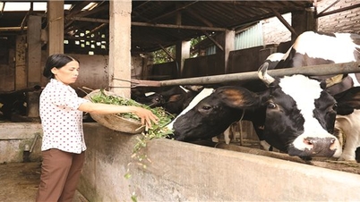Vinh Phuc promotes the effectiveness of policy credit capital