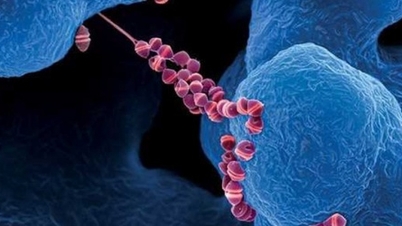 ការស្លាប់កាន់តែច្រើនពី streptococcus