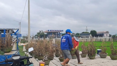 Nhà vườn tất bật dựng sạp, đưa mai ra đường để 'níu' chân khách hàng