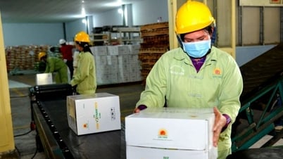 ការនាំចេញអង្ករកើនឡើង 21.7% ឈានដល់គោលដៅ 5 ពាន់លានដុល្លារក្នុងឆ្នាំ 2024
