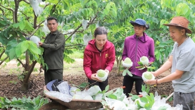 Đưa thương hiệu na Mai Sơn vươn xa trên thị trường trong nước và quốc tế