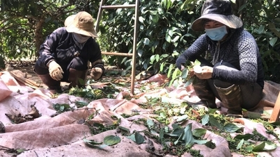 Bất ngờ đồng loạt giảm sâu