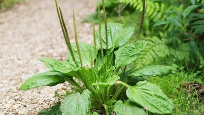Weeds grow everywhere but few people know that they are medicine that can cure many diseases.