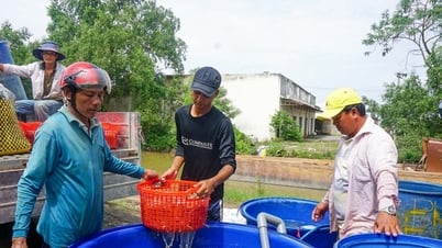 នៅខេត្តសុកត្រាំង ការចិញ្ចឹមសត្វសំខាន់ៗបានចូលដល់រដូវដ៏មមាញឹក ហេតុអ្វីបានជាមនុស្សនិយាយថា យឺត និងស្ថិរភាព ប្រសើរជាង?