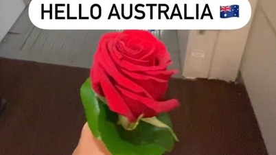 Fined $1,200 for bringing a rose into the airport