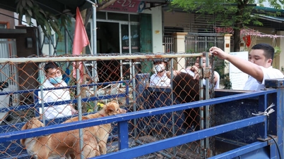 ទីក្រុង Mong Cai ពង្រឹងវិធានការបង្ការជំងឺឆ្កែឆ្កួត