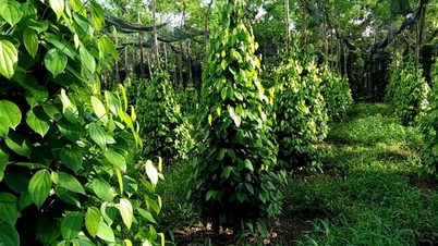 ងាក​មក​ឡើង​វិញ​យ៉ាង​ខ្លាំង​ឡើង​ដល់​ចំណុច​កំពូល​១៣៩.០០០​ដុង​/​គីឡូក្រាម