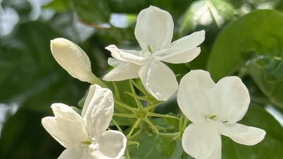 Top 3 loại hoa vừa đẹp vừa có tác dụng chữa bệnh