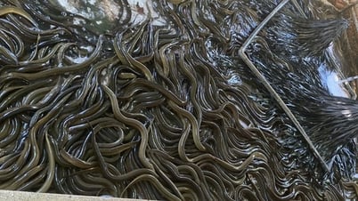 Raising eels swimming densely in cement tanks, a 9X farmer in Binh Dinh sells out everything as soon as he sells them.