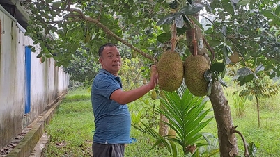 ការសាងសង់សួនច្បារ-ស្រះ-ទ្រុង-VAC គំរូធំមួយ ប្តីប្រពន្ធកសិករនៅ Thai Nguyen រកចំណូលបាន 2 ពាន់លានក្នុងមួយឆ្នាំ