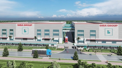 ប្រាក់ចំណេញធ្លាក់ចុះ 39%, Siba Group (SBG) ត្រូវលក់ភាគហ៊ុន 11.5 លាន ដើម្បីសងបំណុល