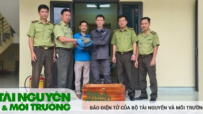 ឧទ្យានជាតិ Cuc Phuong បានជួយសង្គ្រោះសត្វពង្រូល ២ ក្បាលដោយជោគជ័យ