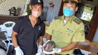 បុរសជនជាតិ Hue ចាប់សត្វព្រៃកម្រមានជញ្ជីងពីក្បាលដល់កន្ទុយ ប្រគល់វាទៅឱ្យមន្ត្រីអនុរក្សព្រៃឈើ