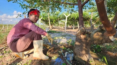 Regar con agua salobre hace que las manzanas sean más crujientes y sabrosas.