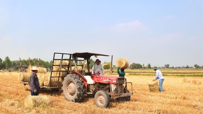 ចំបើង​សំរាម​ប្រភេទ​នេះ​ត្រូវ​បាន​គេ​ឃើញ​បោះ​ចោល​ពាសពេញ​វាល​ស្រែ​ក្នុង​ខេត្ត​តៃនិញ ដែល​គេ​យក​វា​ទៅ​លក់​បាន​ប្រាក់​ខែ​ច្រើន។