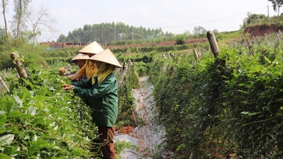 Bergginseng wird erfolgreich in Bac Giang angebaut. Die Wurzel ist wie der koreanische Ginseng reich an Saponin, die Blüten verkaufen sich gut.