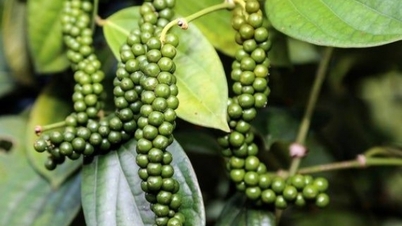 Nối dài chuỗi tăng, thiếu hụt nguồn cung, tiêu Việt xuất khẩu tăng giá mạnh
