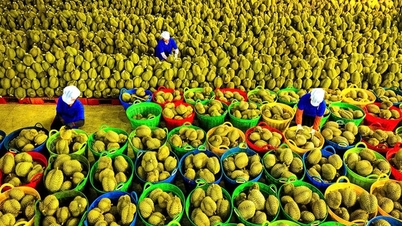 Bội thu 4,63 tỷ USD, nhiều nông dân thành tỷ phú trên vườn đồi