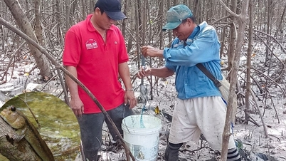នៅ Ca Mau មានត្រីមួយប្រភេទដែលមានល្បិចកល និងរហ័សរហួន ធ្វើឱ្យអ្នកប្រមាញ់ត្រូវរៀបចំផែនការ និងគិតវិធីជាច្រើនដើម្បីចាប់វា។
