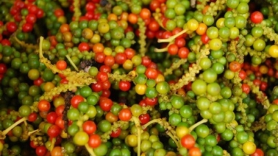 Xuất khẩu hồ tiêu sang thị trường Hồng Kông (Trung Quốc) tăng mạnh