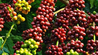 Giá cà phê Robusta quay đầu giảm