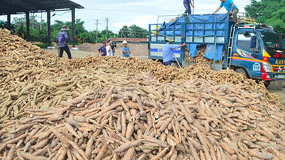 ក្នុង​រយៈពេល​៣​ខែ ចិន​បាន​ចំណាយ​ប្រាក់​ជាង​៤០០​លាន​ដុល្លារ​នាំ​ចូល​ដំឡូងមី​ពី​វៀតណាម​។