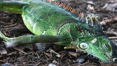Il fait 4 degrés Celsius dehors, les iguanes en état de choc s'accrochent aux arbres et tombent comme de la pluie.