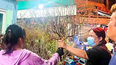 Đào Bắc theo máy bay đổ bộ TP.HCM phục vụ người dân chơi Tết sớm