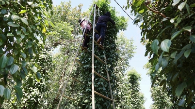 Giá tiêu tăng liên tiếp 3 ngày