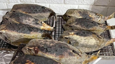 Đặc sản ‘gà nước mặn’ ở Phú Yên giá tiền triệu, khách ‘đỏ mắt’ tìm mua