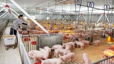 Giảm 1.000 đồng/kg ở cả 3 miền, thấp nhất 60.000 đồng/kg