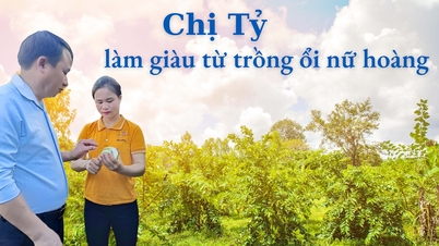 タイさんはクイーングアバの栽培で富を得た